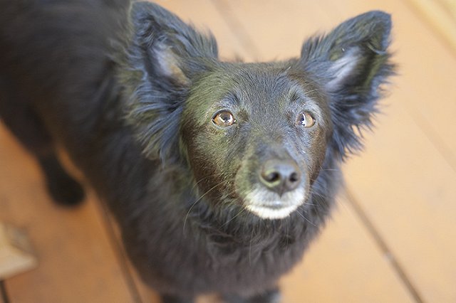 Власти Перми проверят сообщения о зоофилии в приюте для животных
