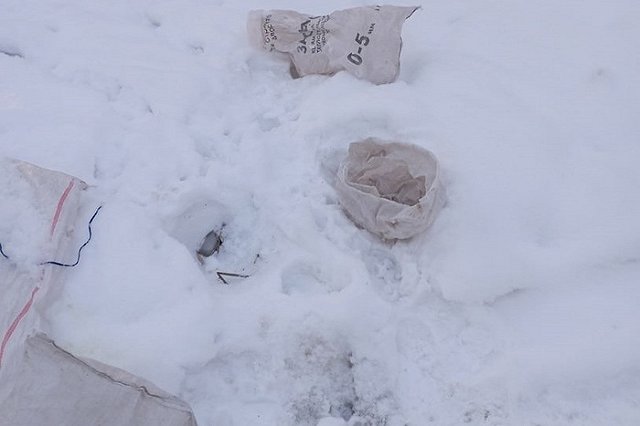 Под Екатеринбургом на трассе оставили мешок с кошками — фото