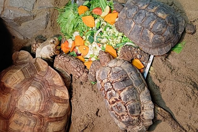 Екатеринбургский зоопарк напомнил о том, как попасть туда бесплатно