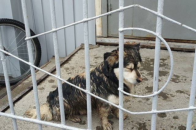 На Урале пенсионерке пришлось переехать в приют для животных. В её доме нет воды и отопления