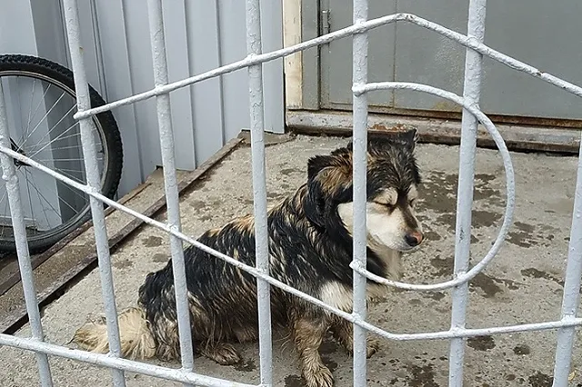 На Урале пенсионерке пришлось переехать в приют для животных. В её доме нет воды и отопления