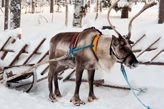 Из уральской резиденции Деда Мороза сбежали северные олени