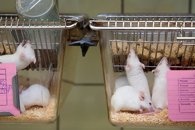 Самцы крыс предпочли одетых в «бюстгальтеры» самок