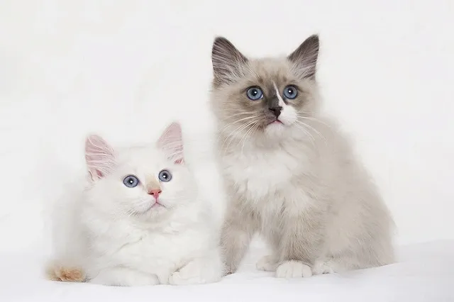 Google назвал самый популярный в мире запрос о России