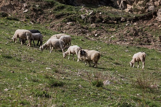 Собака задавила трактором фермера-миллионера