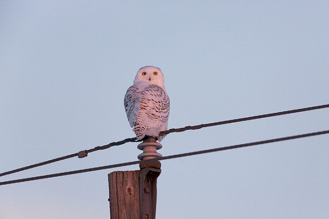 ФСИН объяснила освобождение пожизненно осужденного расчленителя
