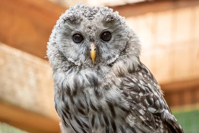Ургант высмеял челябинского чиновника с чучелом совы