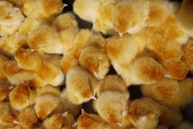 «Уральские авиалинии» выделили самолет для перевозки 42 тысяч цыплят