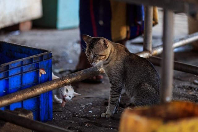 Мошеннника, перепродававшего мороженую рыбу, будут судить в Екатеринбурге