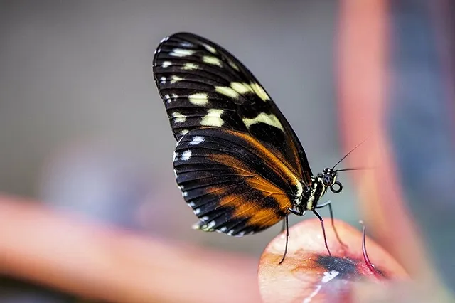 «Парк бабочек» объявил о своем закрытии после скандала с покусанным змеёй ребенком