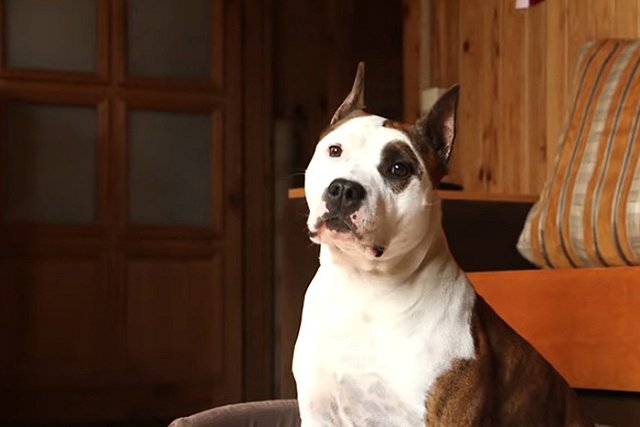 Жители Серова пожаловались на стаффордширского терьера на самовыгуле