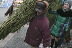 Торговцы взвинтили цены на новогодние ели