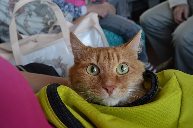 Бесплатный проезд для домашних питомцев будет действовать 30 ноября