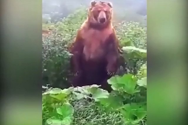 В Свердловской области на кладбище медведь раскопал могилу