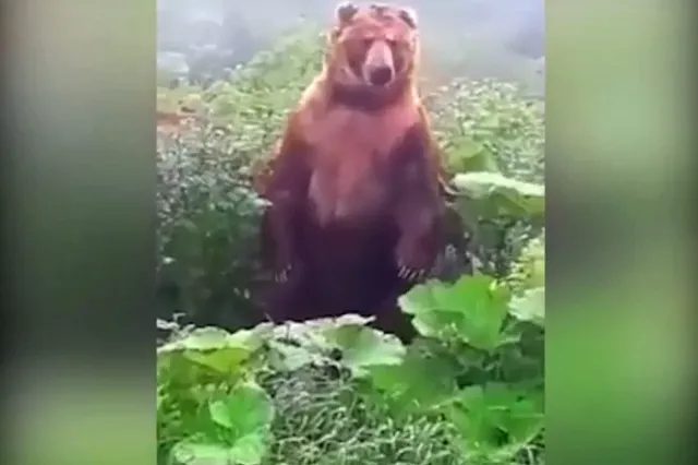 В Свердловской области на кладбище медведь раскопал могилу