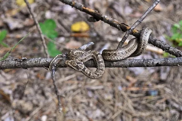 В Нижнем Тагиле гадюка покусала мужчину