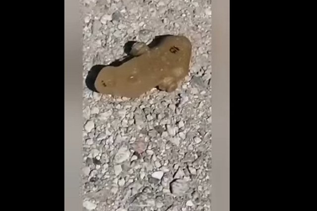 Российская журналистка погибла в Донецке, подорвавшись на мине