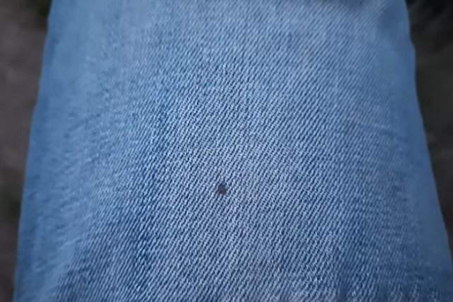 Житель Красноярского края заболел «мышиной болезнью», пока давил клещей