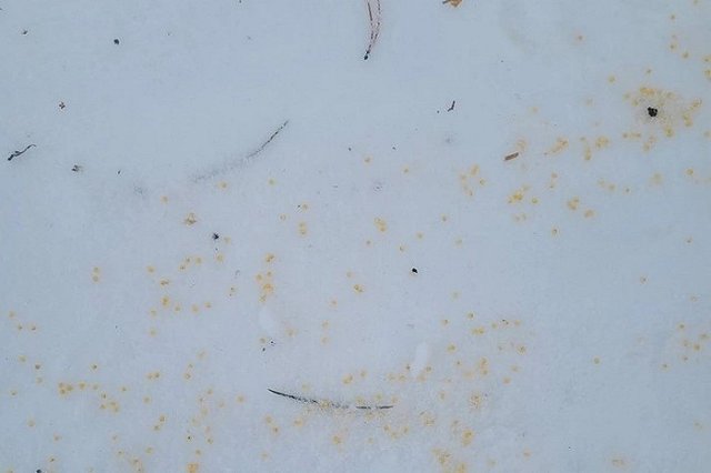 Жители свердловского коттеджного посёлка пожаловались на раскиданную в округе отраву