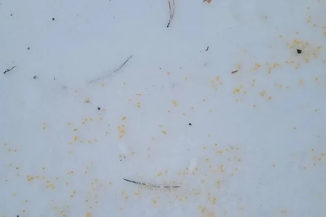 Жители свердловского коттеджного посёлка пожаловались на раскиданную в округе отраву