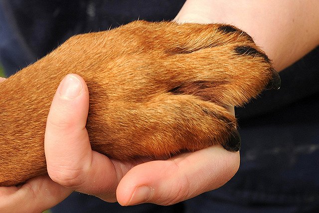 «Если выпустить их на улицу, это сразу же 31 труп»