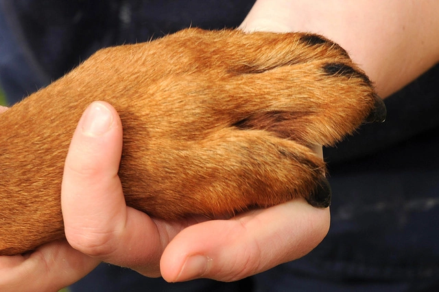 «Если выпустить их на улицу, это сразу же 31 труп»