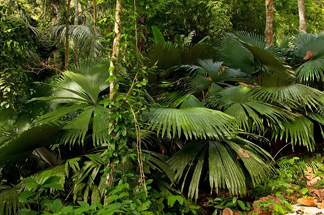 В лесу Таиланда нашли мертвого россиянина
