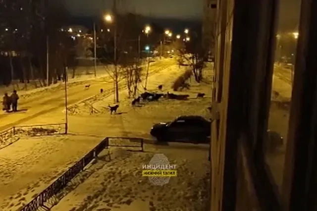 Свердловчан терроризирует стая бездомных собак