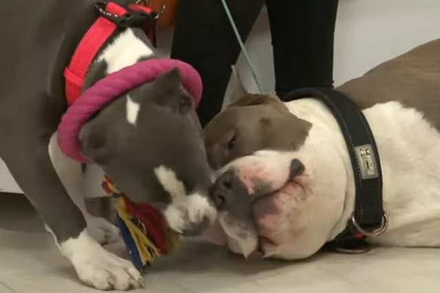 По факту нападения стаффорда на 10-летнего мальчика в Лае возбуждено уголовное дело