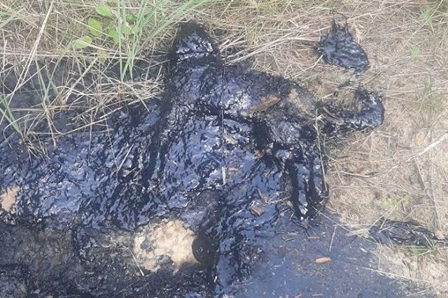 «Плакали, как дети». В Тавде пришлось усыпить щенка, обварившегося в гудроне