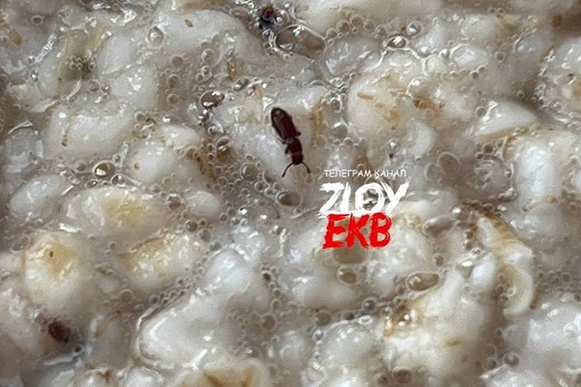 Свердловчанке попался неожиданный «бонус» в каше с черникой