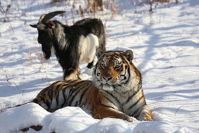 Зоозащитник назвал дружбу Амура и Тимура хорошо подготовленным пиаром