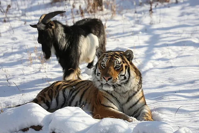 Зоозащитник назвал дружбу Амура и Тимура хорошо подготовленным пиаром