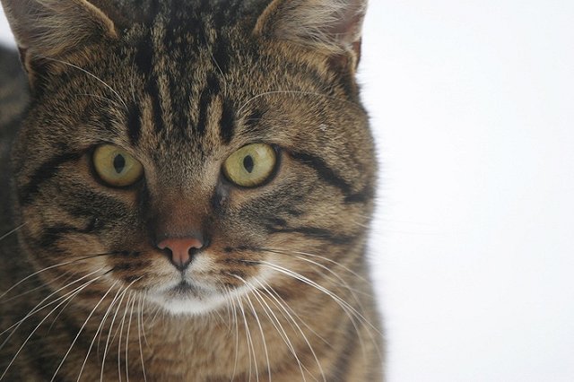 Живодёров хотят сажать на 5 лет