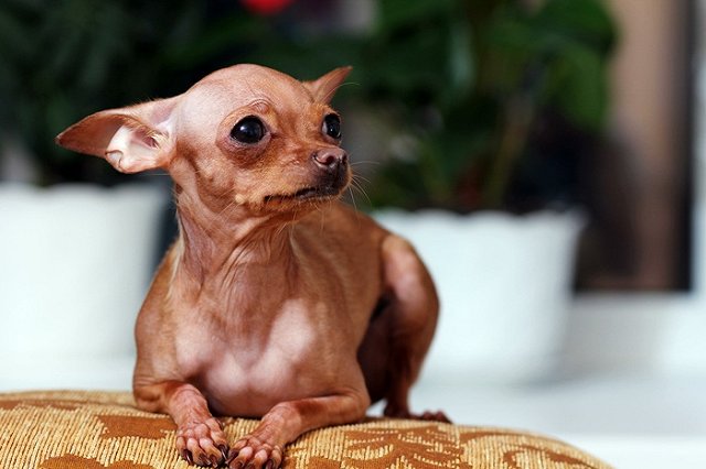 Курганская полиция ищет даму, которая покусала собаку и сломала ей лапу