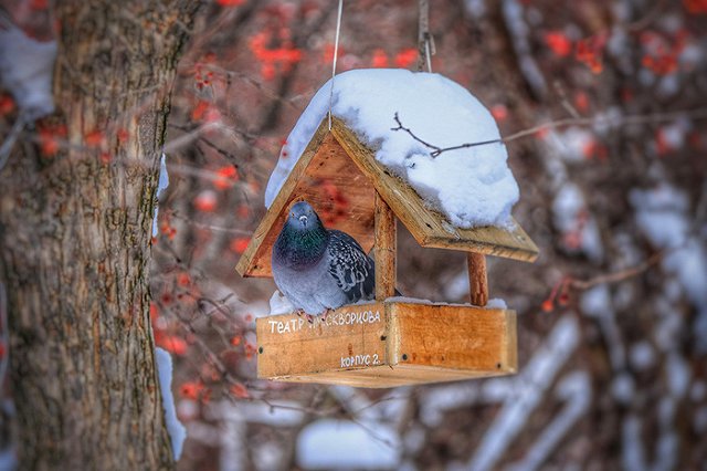 Международный день птиц отмечают в кампусе УрГУПС — фото