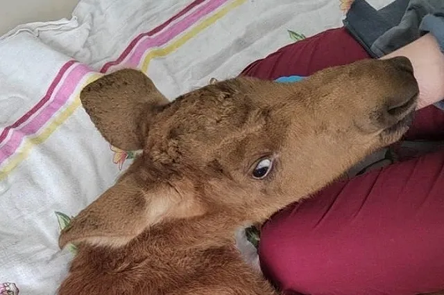 «Подпалена шерсть на мордочке». Под Дегтярском из горящего леса спасли новорожденного лосенка