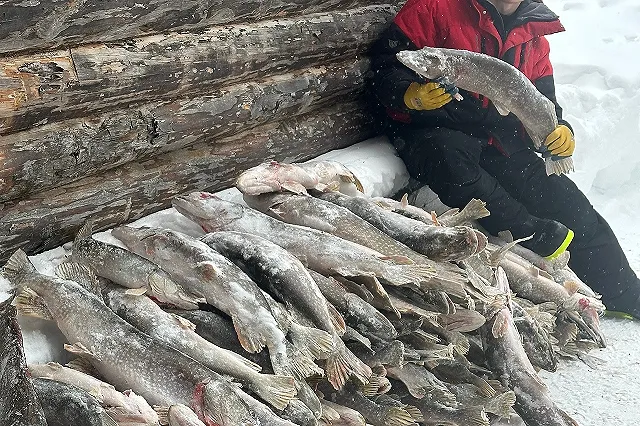 Свердловские рыбаки выловили из реки 500 килограммов щуки