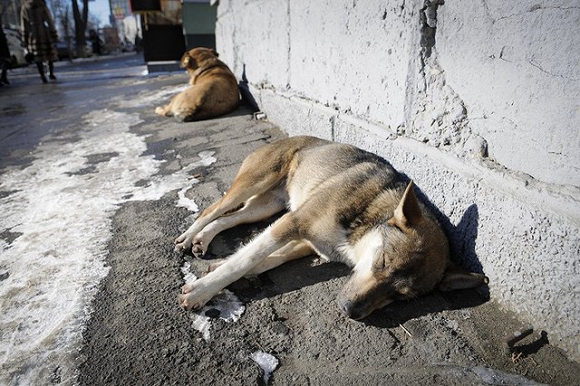 Корейцы предложат гостям Олимпиады собачатину