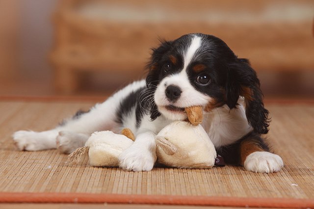 По факту жестокого убийства щенков в ХМАО возбуждено уголовное дело