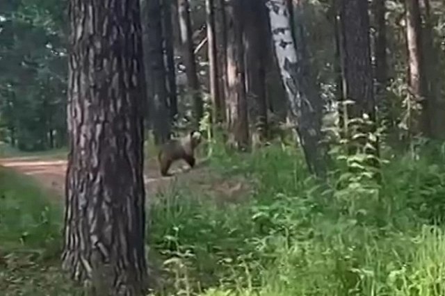 В свердловском городе медведь вышел к домам на запах выброшенного торта