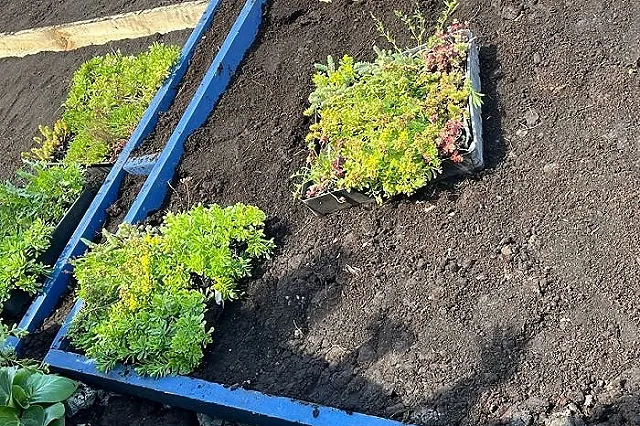 В Екатеринбурге неизвестный продает растения с территории ЖК