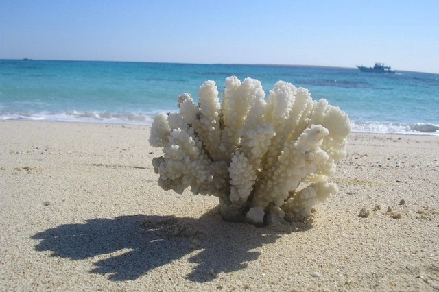 В РСТ предупредили о невыгодном курсе при оплате рублями в Египте