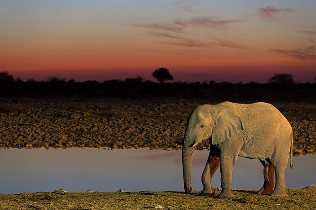 Доклад о размножении слонов привел к скандалу в тюменской школе