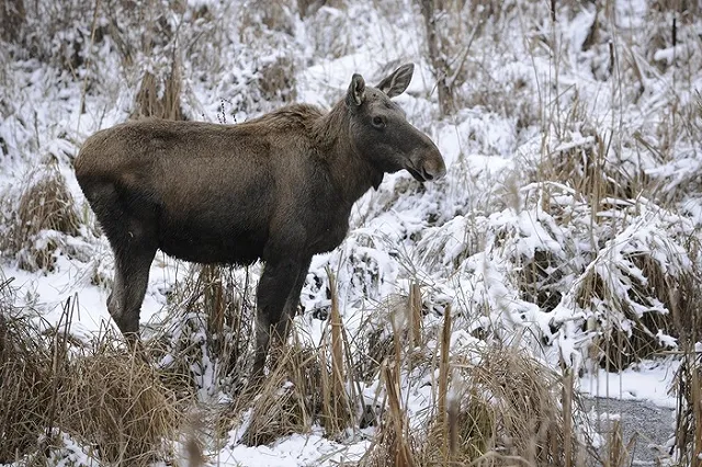 Возле Белоярки убита ещё одна лосиная семья
