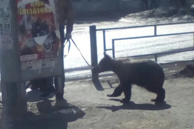 К южноуральцу, выгуливавшему медведя на улице, приехала полиция