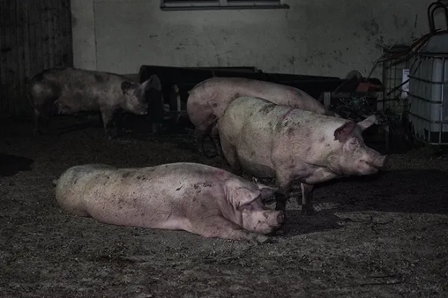 Сербию беспокоит число приезжающих в страну туристов-зоофилов