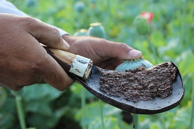 Омбудсмен заявил, что осужденный за мак пенсионер покрывал сына-наркомана