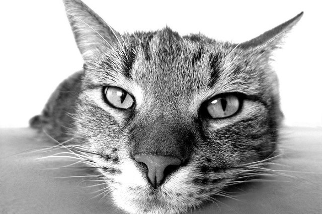 В Новом Уренгое кот вытолкнул ребенка из окна