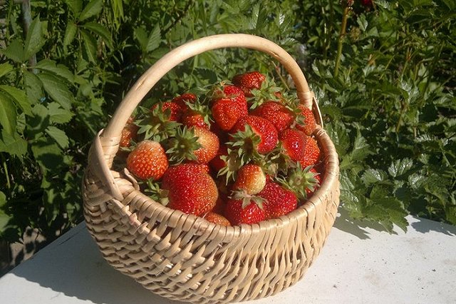 Цены на колхозном рынке в Херсоне поразили россиян